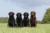 LABRADOR 425